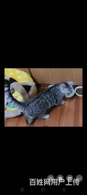 出售英国短毛猫 - 图片 2