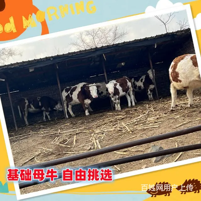 七个月 西门塔尔牛大母牛 新的价格 - 图片 1