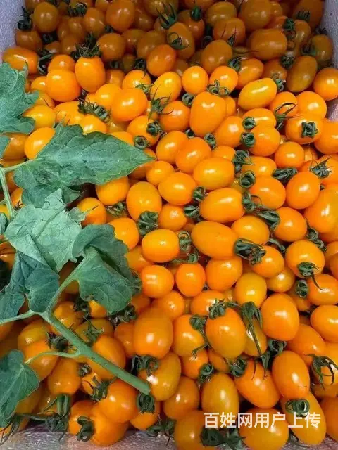 水果供应商成都水果批发市场西瓜苹果梨配送酒店食堂 - 图片 3