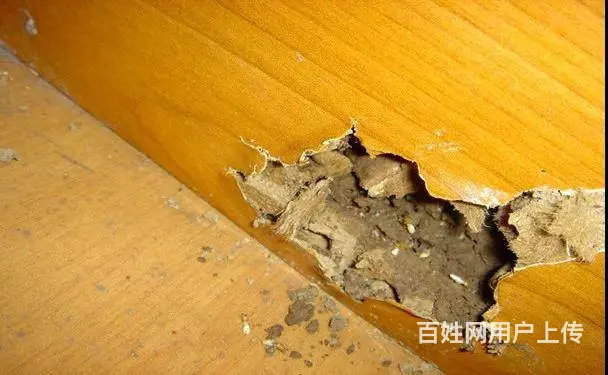 广州灭白蚁多少钱，家里除白蚁怎么收费，根治白蚁 - 图片 4