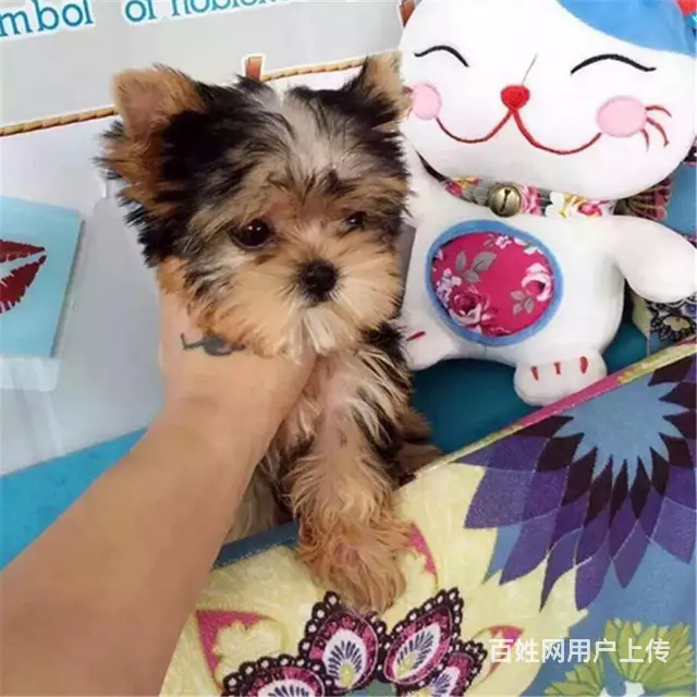 六安【十年老店】常年繁殖优质血统约克夏幼犬 - 图片 7
