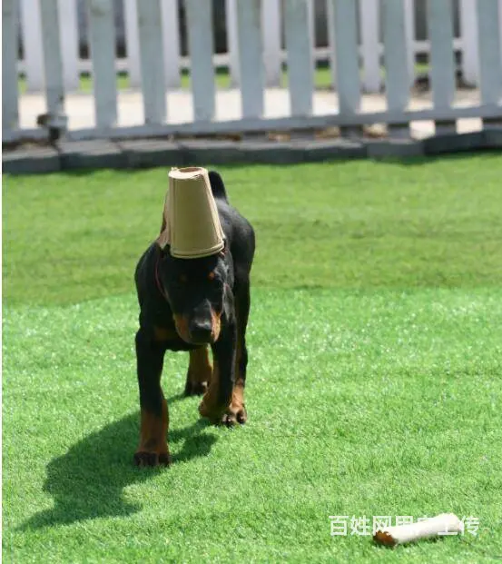 德系杜宾犬 出售高品质杜宾幼犬 - 图片 6