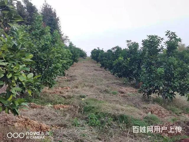 洞高路旁70亩园艺场转让 - 图片 1