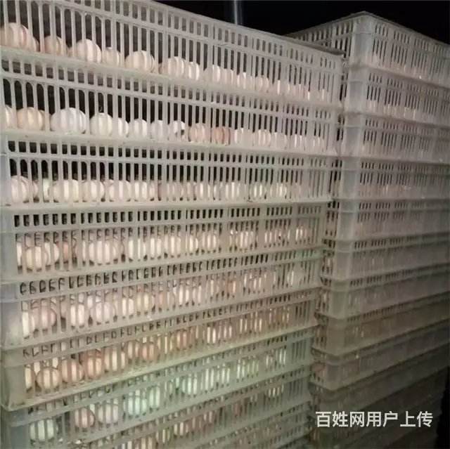 淄博鸡苗孵化厂 淄博笨鸡苗孵化场 淄博五黑鸡苗批发 - 图片 1