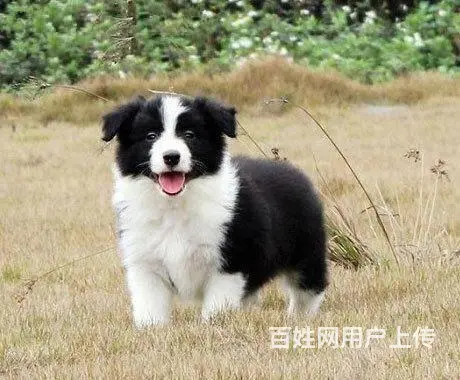 哪里有边境牧羊犬 边牧多少钱一只 纯种边牧多少钱 - 图片 1