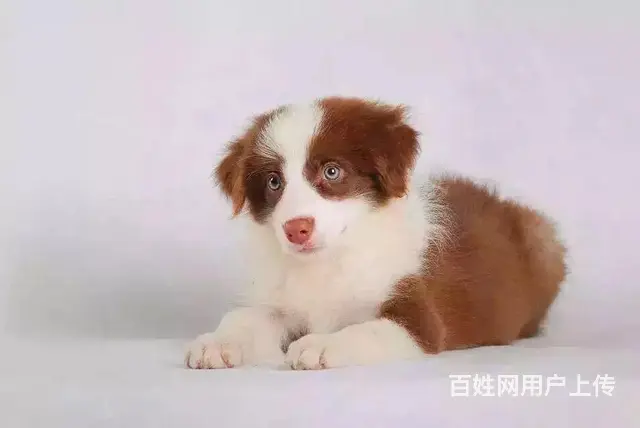 辽阳卖边牧的养殖场，养殖场边牧一般卖多少钱 - 图片 7