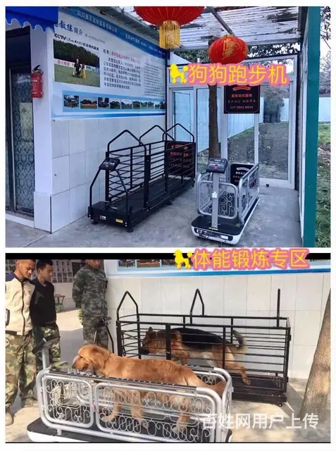勇军宠物寄养-寄养宠物一个月多少钱?_拥有专业宠物 - 图片 2