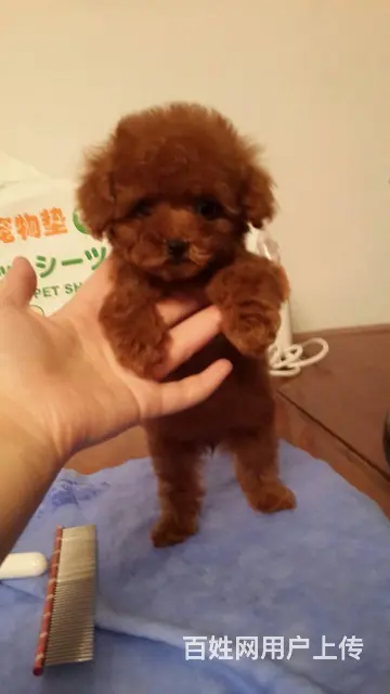 精品泰迪熊幼犬/实物拍摄/纯种健康质保 - 图片 1
