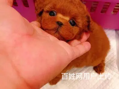 承德泰迪多少钱一只 泰迪价格 茶杯犬泰迪 - 图片 2