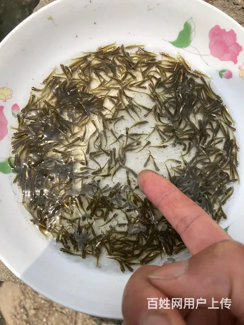 青鱼苗 - 图片 3