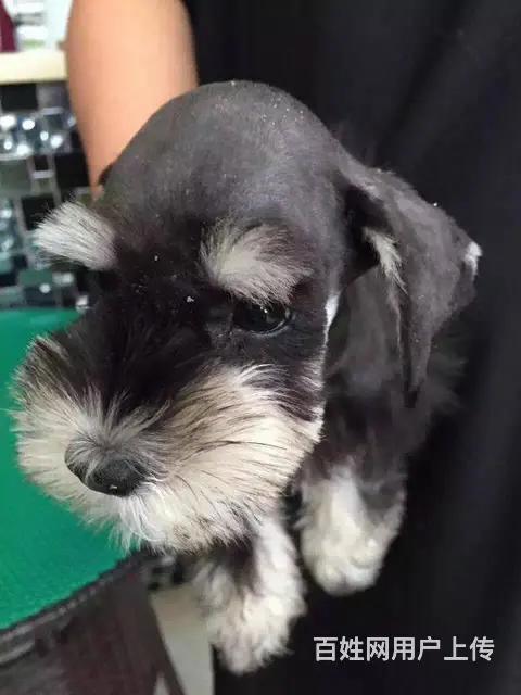 广州哪里买狗有保障 迷你雪纳瑞幼犬 多窝挑选保健康 - 图片 12
