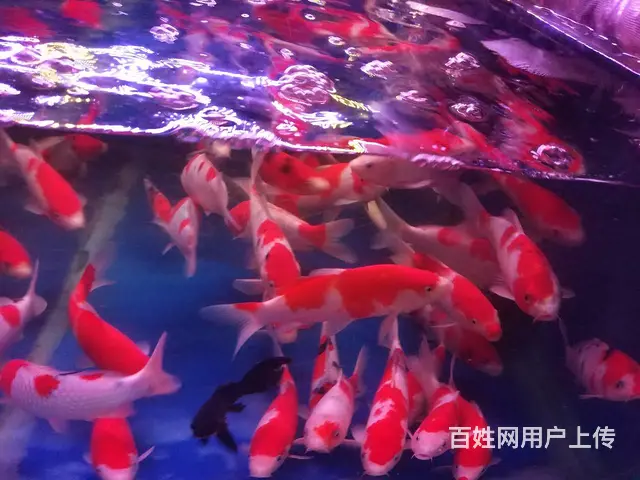 【观赏鱼批发中心】锦鲤鱼批发零售 - 图片 2