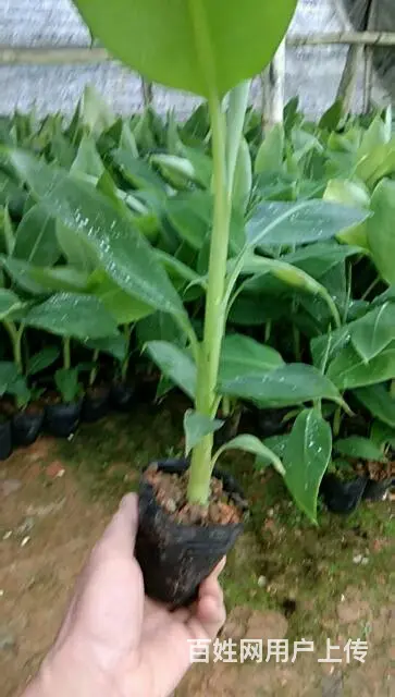 批发香蕉苗粉蕉苗 - 图片 5