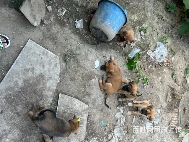 打电话 马犬 - 图片 4