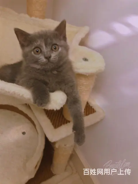 自家养的大猫生的一窝小蓝猫出售#健康可爱#价格实惠 - 图片 2
