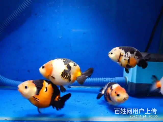 打包出5条精品兰寿，280元，自来水养大适合鱼友家养，尺寸7 - 图片 5