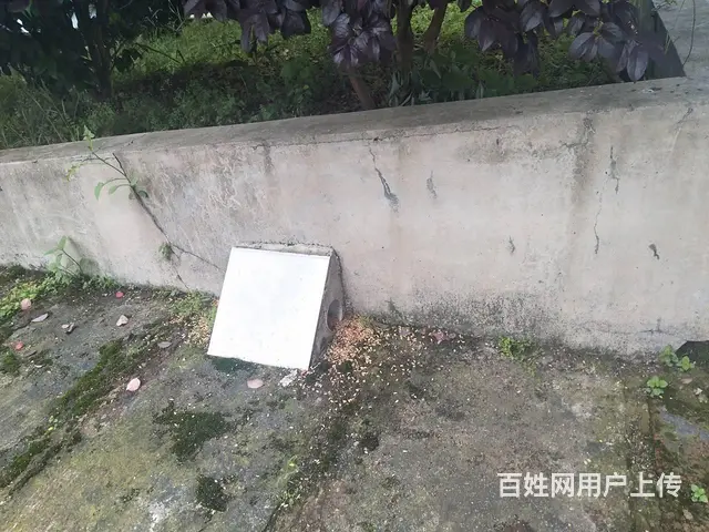 双峰县专业灭老鼠灭蟑螂灭白蚁等 - 图片 8