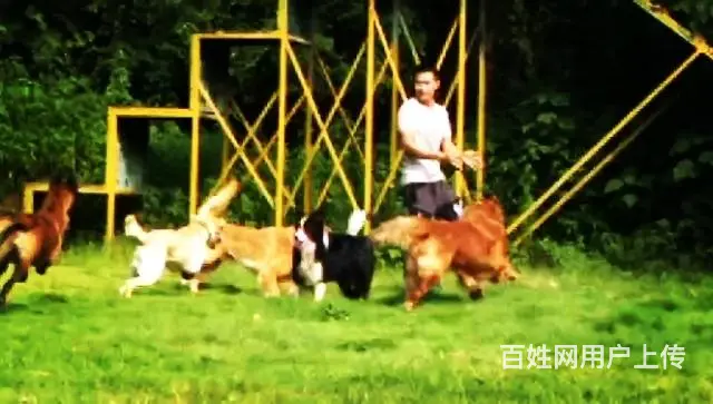 广州番禺粤虎太萌训犬俱乐部 - 图片 5