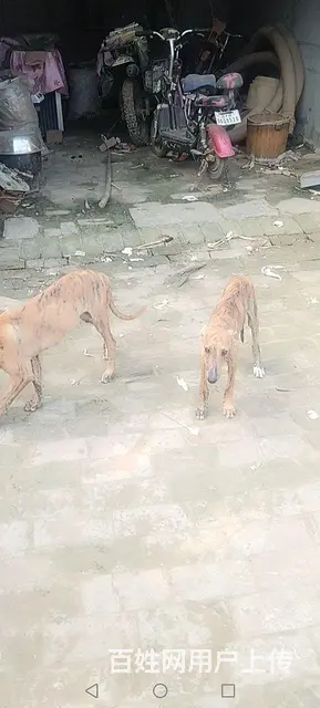 格力格惠幼犬 - 图片 3