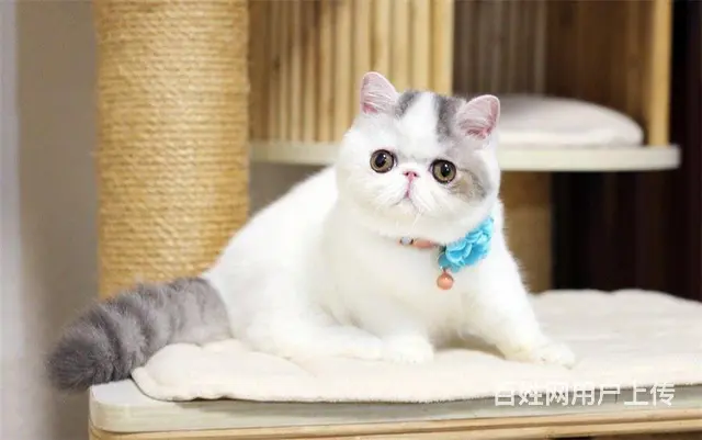加菲猫多少钱一只 图片价格 加菲猫的优点和缺点 - 图片 7