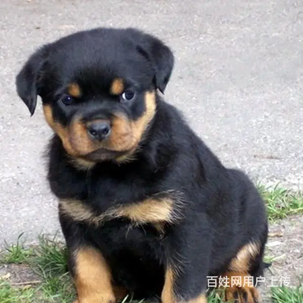 酒泉【*推荐】罗威纳犬舍‖罗威纳养殖场 - 图片 7