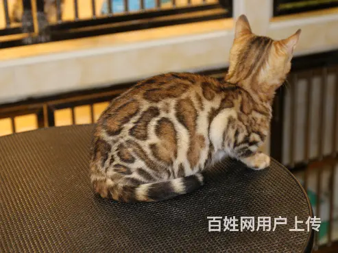 宿州本地繁殖孟加拉豹猫猫血统纯正品质到位可上门 - 图片 2