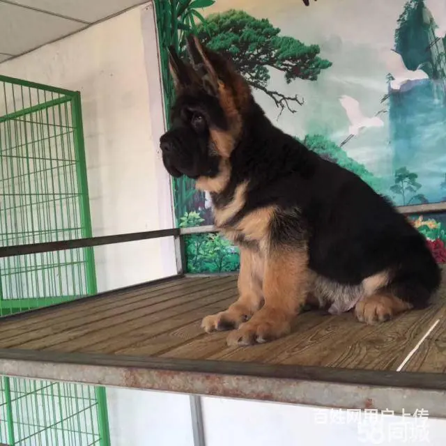 德牧 锤系德牧 出售德国牧羊幼犬 纯种健康 有保障 - 图片 1