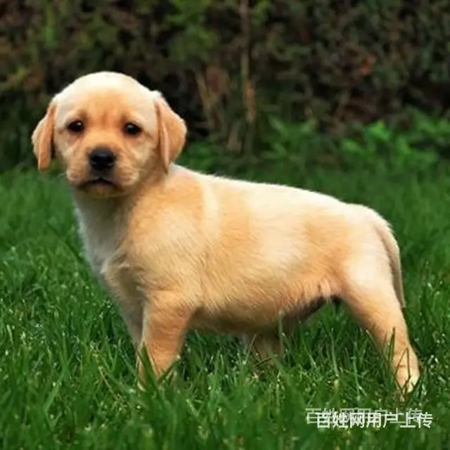 保亭买一只拉布拉多需要多少钱，拉布拉多犬舍地址 - 图片 3