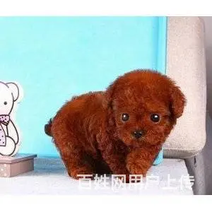 承德泰迪怎么卖 泰迪价格 茶杯犬泰迪 - 图片 2