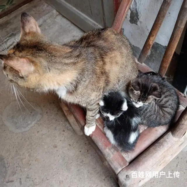 【搞定了！】喜欢猫咪人领养！ - 图片 3