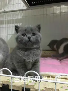 哪里有英短蓝猫卖的 蓝猫多钱一只 - 图片 1