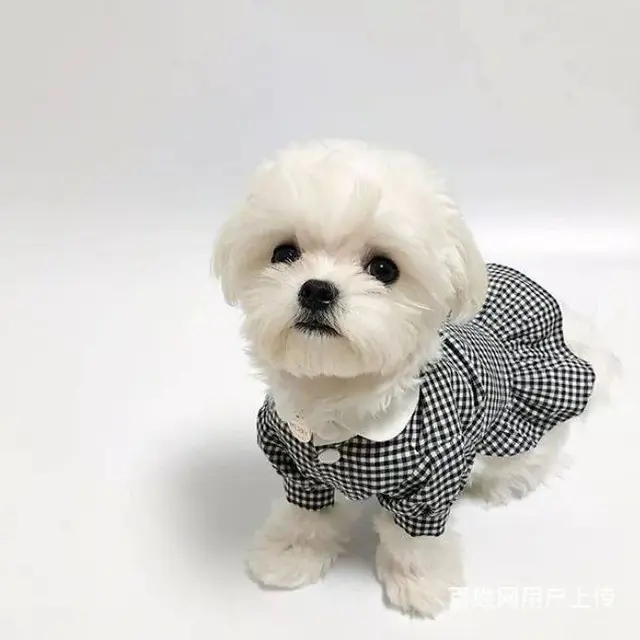 广州马尔济斯犬一只多少钱 实体犬舍 自家繁殖保健康 - 图片 8