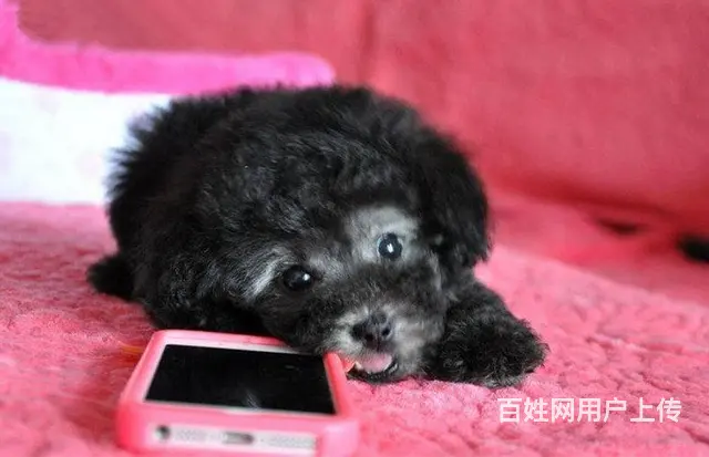 纯种泰迪 玩具贵宾犬 茶杯泰迪犬 泰迪熊幼犬 - 图片 3
