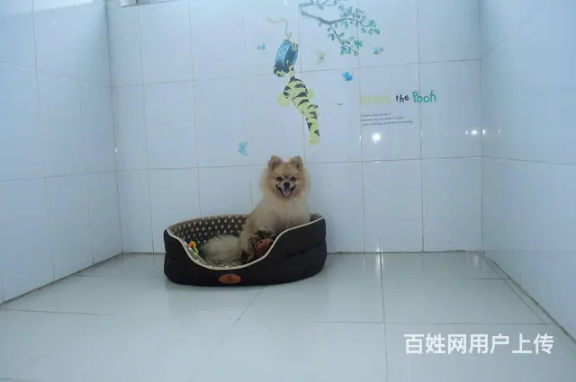 珠海横琴专业狗狗寄养酒店/珠海横琴专业训犬学校 - 图片 6