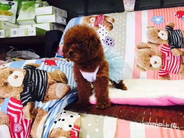 包头正规泰迪犬舍泰迪一般多少钱 - 图片 1