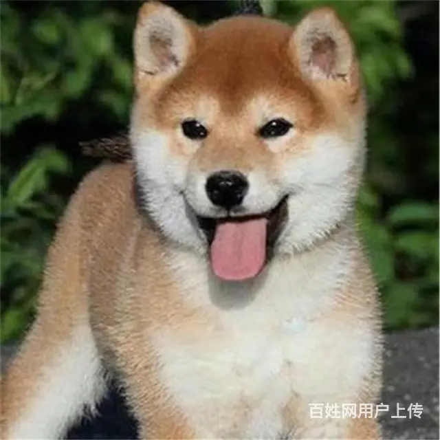 天门血统秋田犬哪里有卖，血统秋田犬一般多少钱 - 图片 3