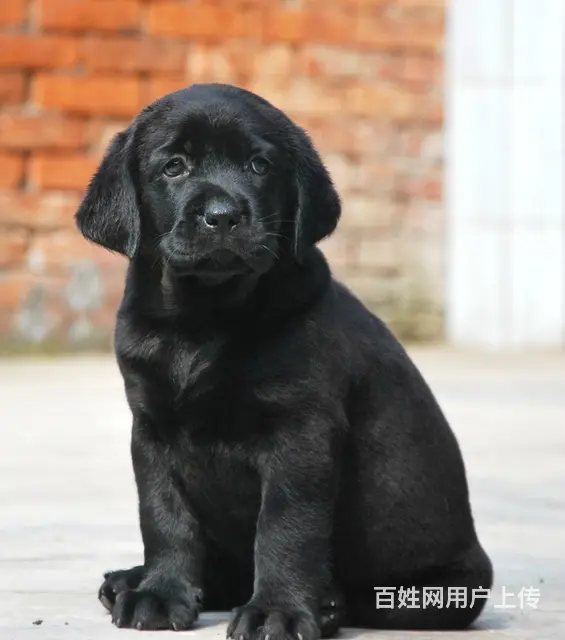 超好头版 超好体型 超好骨量精品拉布拉多犬出售 - 图片 6