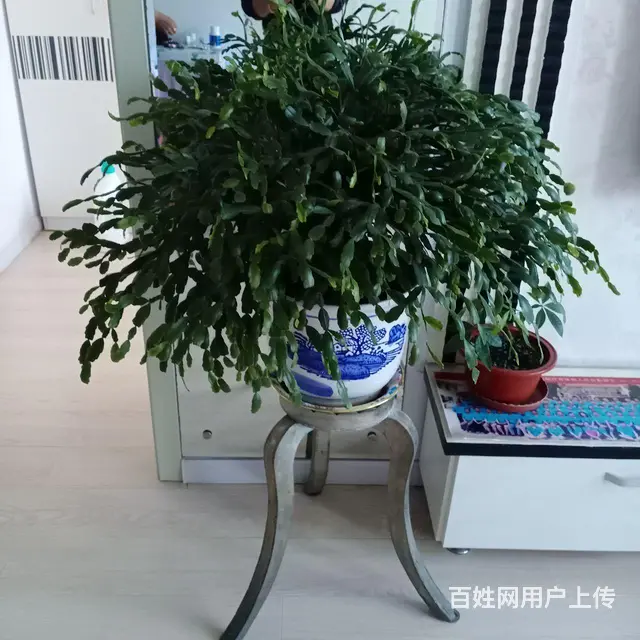 麒麟花，蟹爪花 - 图片 1