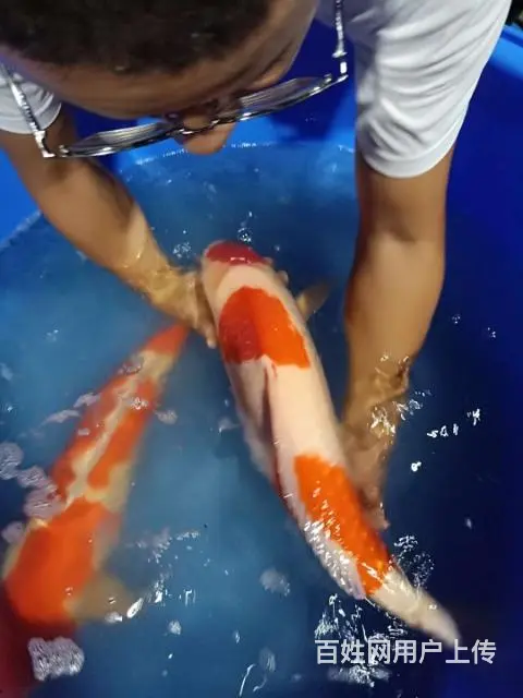 苏州永乐日本锦鲤养殖场 - 图片 1