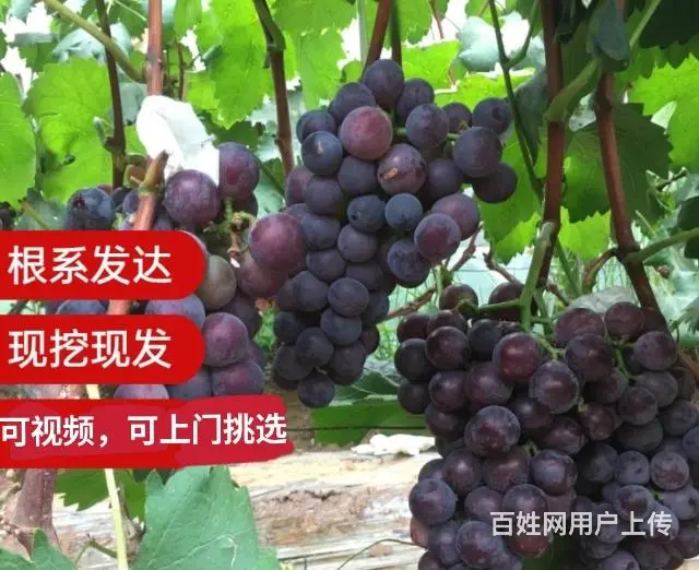 急售巨峰葡萄树葡萄苗，价格便宜 - 图片 6