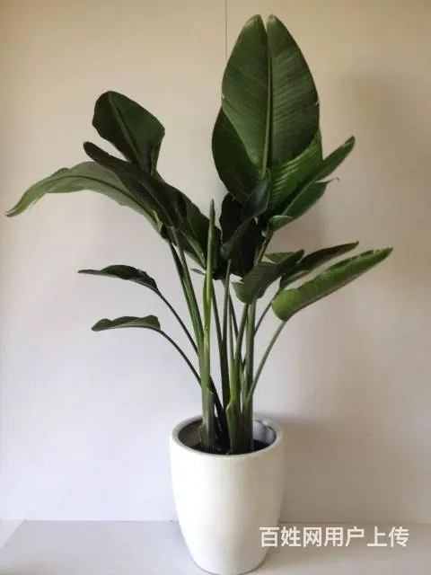 淄博花卉租凭/淄博绿植出租/淄博绿植租摆/ 园林 - 图片 6