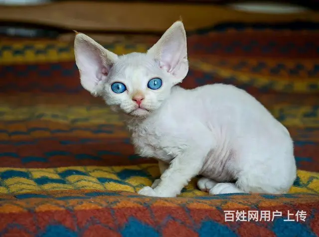 哪里有德文卷毛猫卖的 德文价格多少 包纯种包健康 - 图片 6