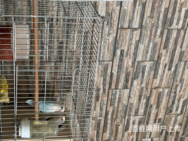 松石熏牡丹鹦鹉 - 图片 2