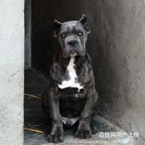 宿迁买一只卡斯罗大概要多少钱，卡斯罗犬舍地址 - 图片 9