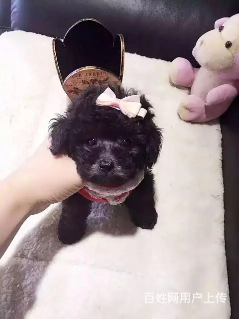 抚州【泰迪犬舍】地址纯种泰迪到底多少钱一只 - 图片 5