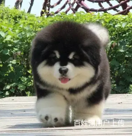 熊版纯种阿拉斯加犬专业繁殖犬舍 可上门看狗现货实价 - 图片 3
