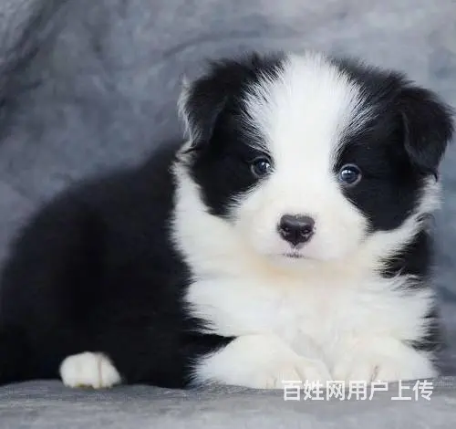 广州纯种边境牧羊犬价格 狗舍直销 包纯种健康签协议 - 图片 7