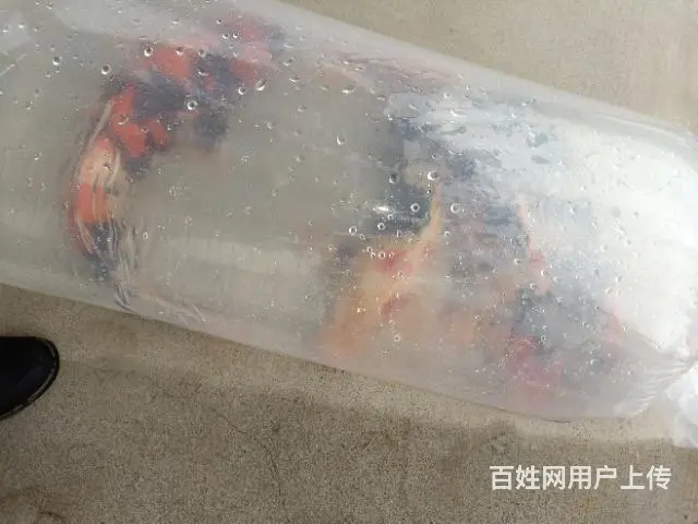 苏州大量出售锦鲤鱼单条15元起 - 图片 2