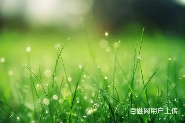 大健康病种 推广 加粉+软文表单 专业代运营 - 图片