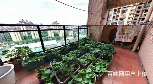 九中旁，御景国际，精装大五房，带三个大阳台，电梯中层南北通 - 图片 12